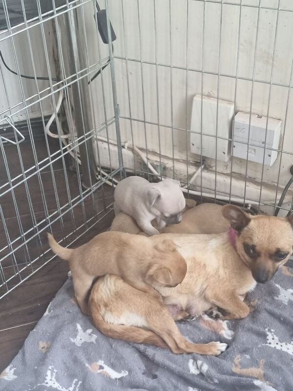 3 chihuahua pups for sale in Walton, Merseyside