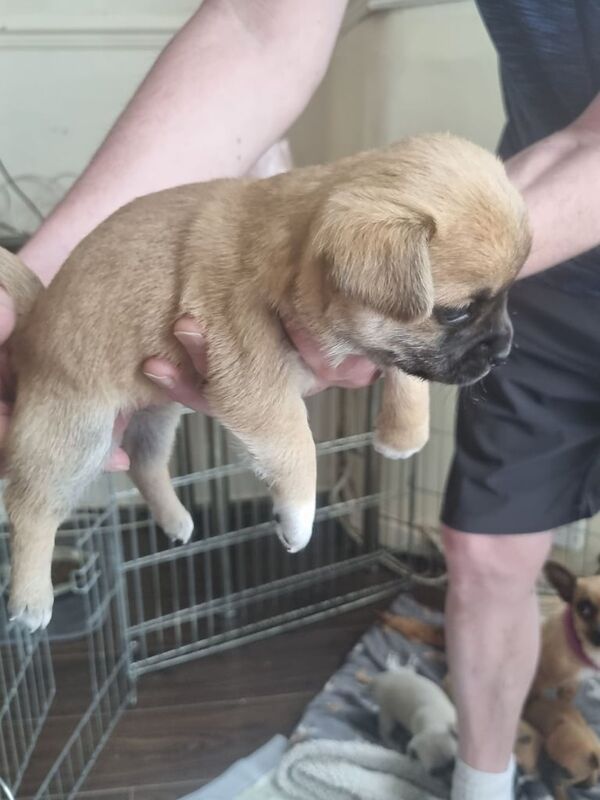 3 chihuahua pups for sale in Walton, Merseyside | Image 2
