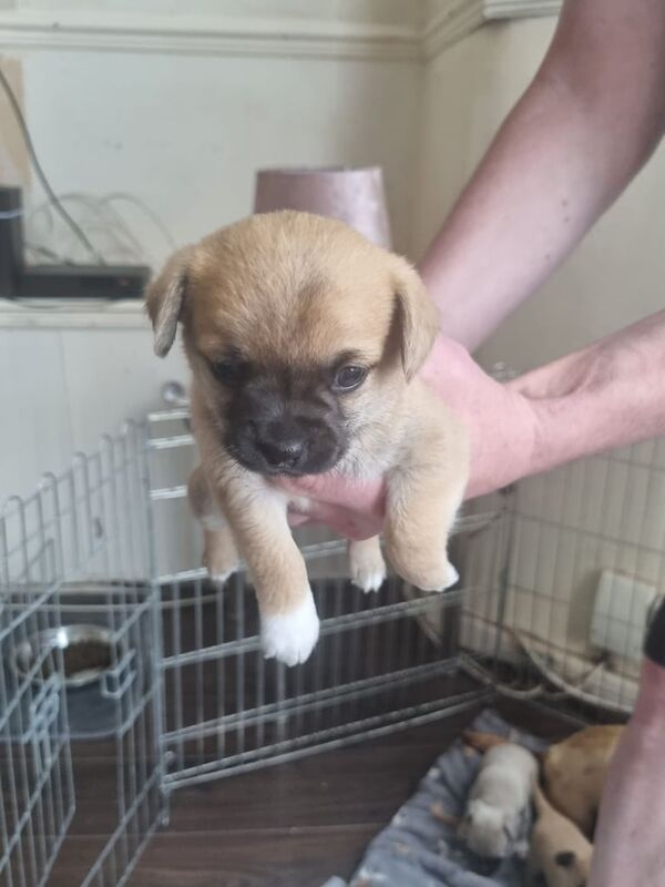 3 chihuahua pups for sale in Walton, Merseyside | Image 3