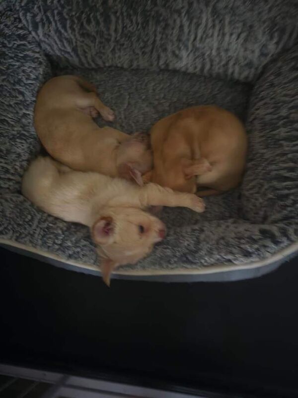 Chihuahua Puppies For Sale