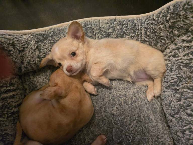 3 Chiuahaua puppies - Image 2 of 3