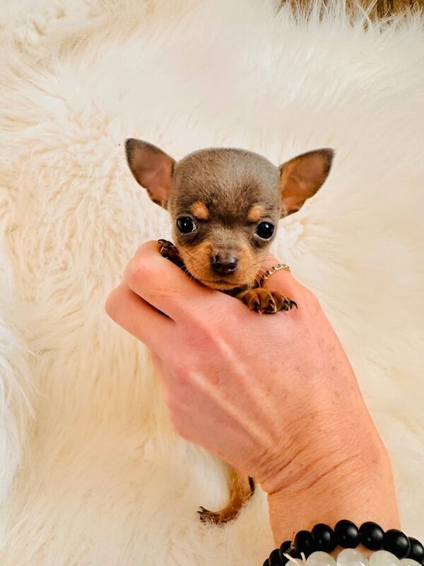3 extra tiny chihuahua puppies for sale in Brierley Hill, West Midlands