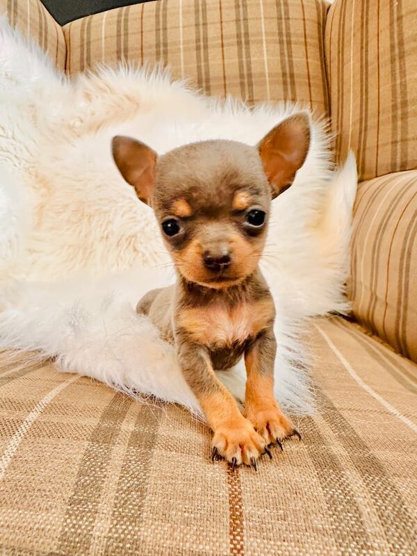 3 extra tiny chihuahua puppies for sale in Brierley Hill, West Midlands | Image 2