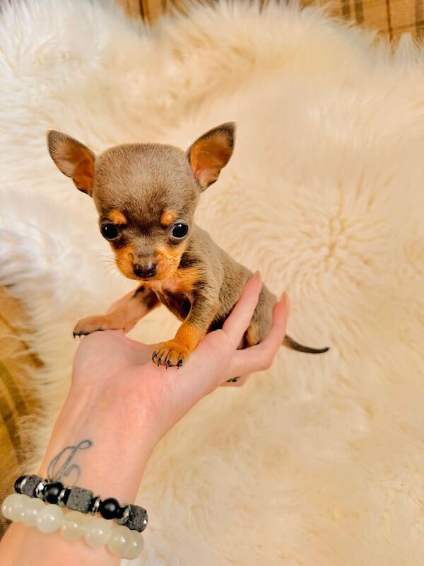3 extra tiny chihuahua puppies for sale in Brierley Hill, West Midlands | Image 3