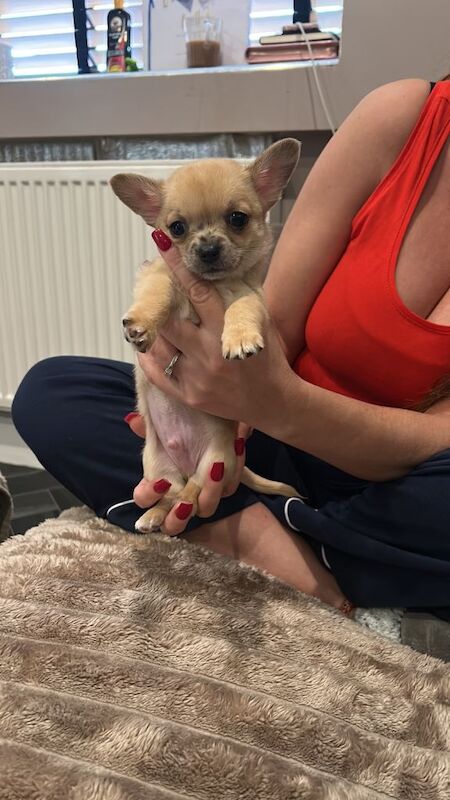 3 lovely chihuahua boys - Image 2 of 3