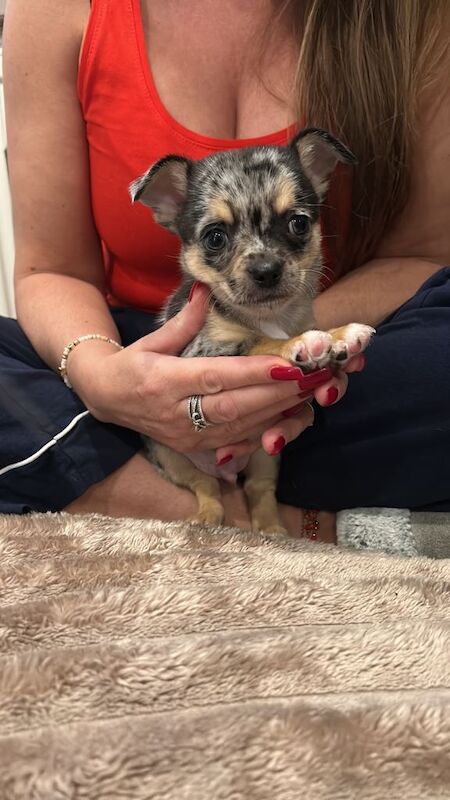 3 lovely chihuahua boys - Image 3 of 3