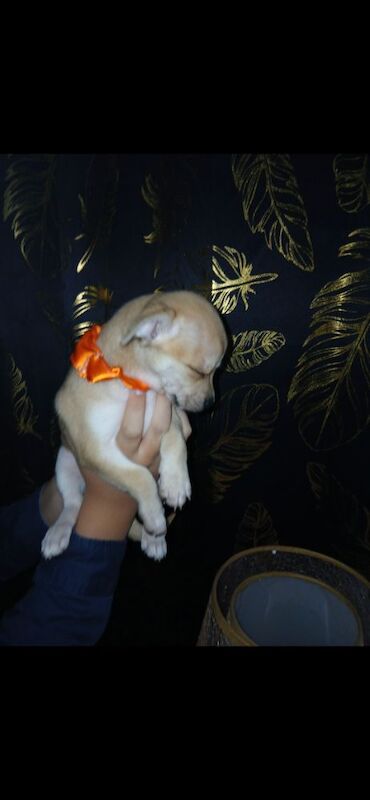 2 puppies are looking for a loving home - Image 7 of 9