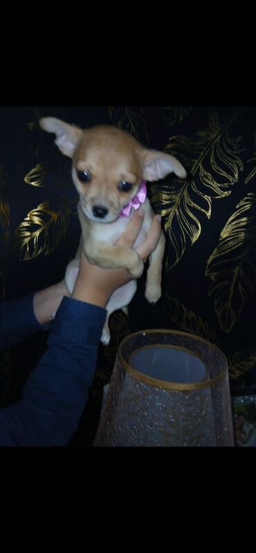 2 puppies are looking for a loving home - Image 8 of 9