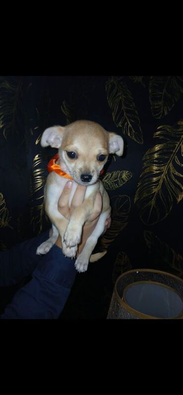 2 puppies are looking for a loving home - Image 9 of 9