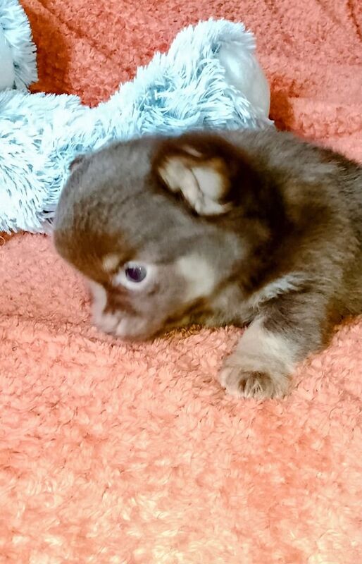 Chihuahua puppies for sale in Selkirk, Roxburgh, Ettrick and Lauderdale – 9 weeks old