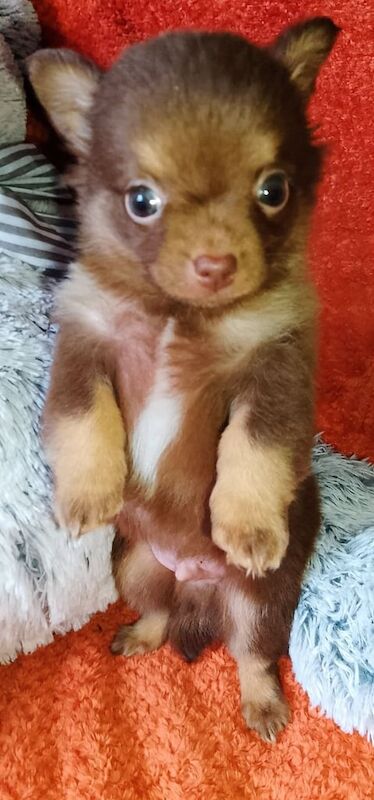 Chihuahua puppies for sale in Selkirk, Roxburgh, Ettrick and Lauderdale – 10 weeks old - Image 2 of 3