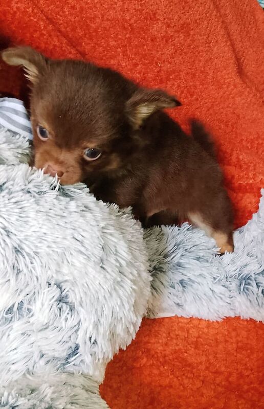 Chihuahua puppies for sale in Selkirk, Roxburgh, Ettrick and Lauderdale – 10 weeks old - Image 3 of 3