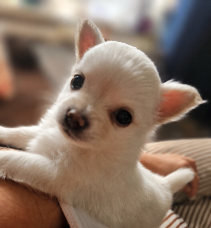 3 stunning chihuahua puppies