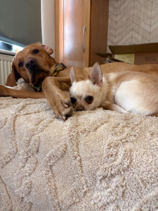 3 year old short haired Chihuahua