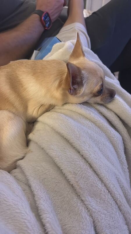 3 year old short haired Chihuahua - Image 3 of 3