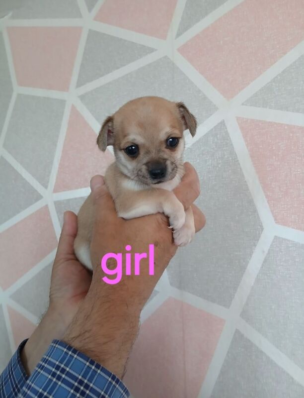 4 puppies are looking for a loving home