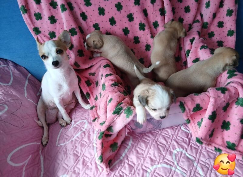2 puppies are looking for a loving home - Image 2 of 9