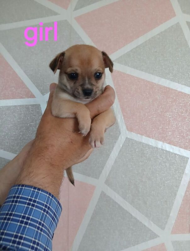 2 puppies are looking for a loving home - Image 3 of 9