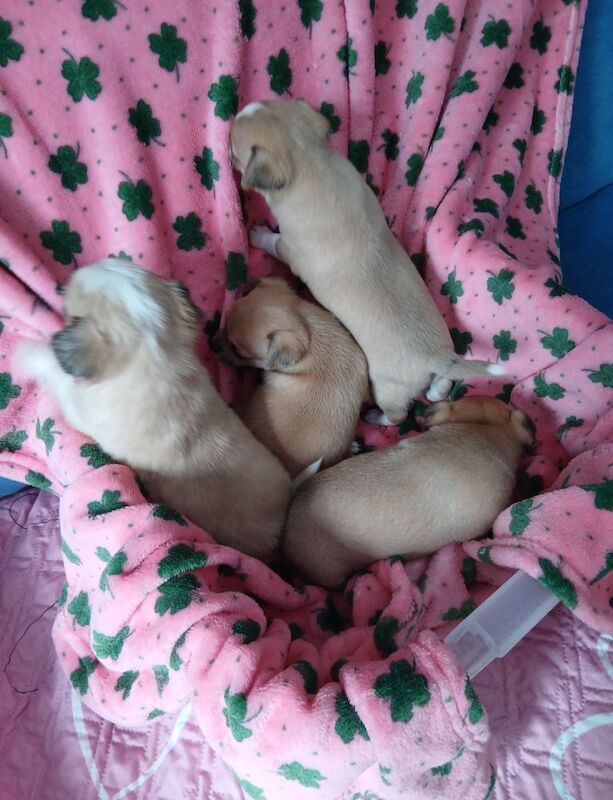 2 puppies are looking for a loving home - Image 4 of 9