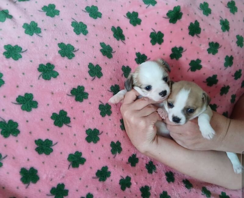2 puppies are looking for a loving home - Image 5 of 9
