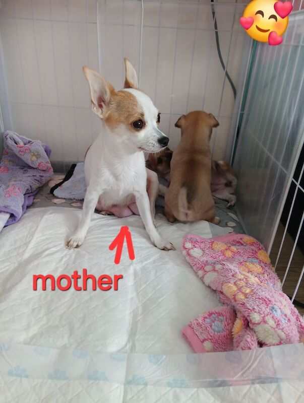 2 puppies are looking for a loving home - Image 6 of 9