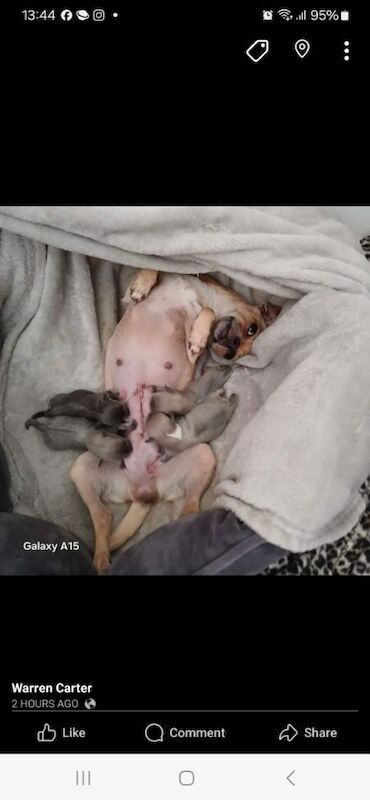 Chihuahua puppies for sale in Liverpool, Merseyside – 1 year old