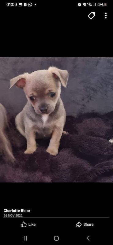 2 t-cup chihuahua pups for sale in Liverpool, Merseyside | Image 2