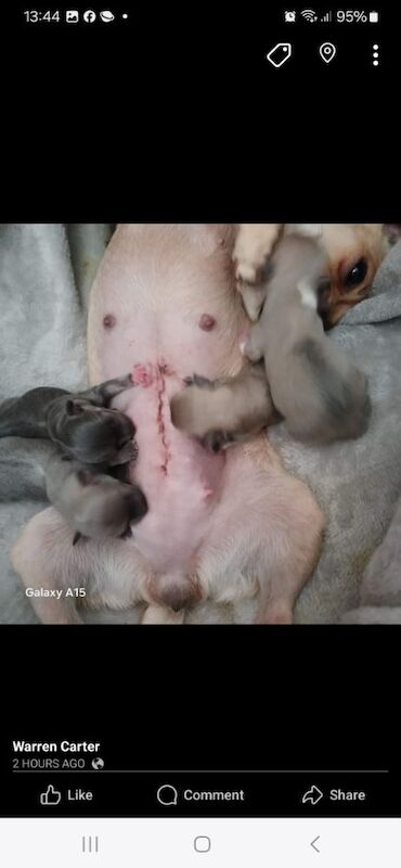 2 t-cup chihuahua pups for sale in Liverpool, Merseyside | Image 3