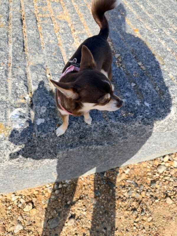 4 year old Chihuahua - Image 2 of 3