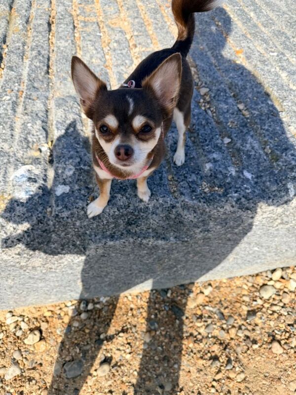 4 year old Chihuahua - Image 3 of 3