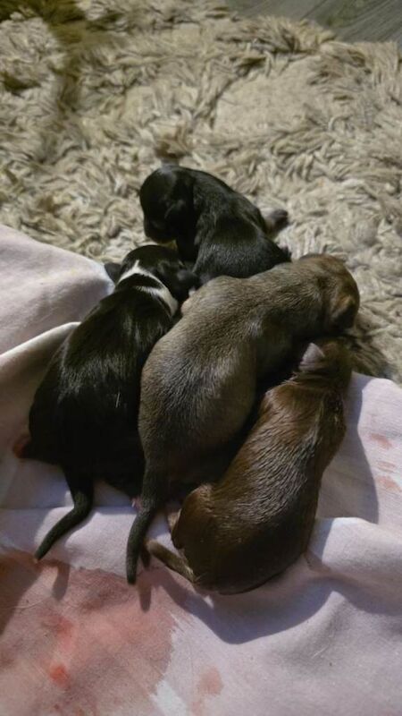 Chihuahua puppies for sale in Rishton, Lancashire – 3 days old