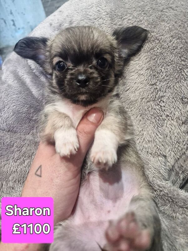 Chihuahua puppies for sale in Hebden Bridge, West Yorkshire – 7 weeks old