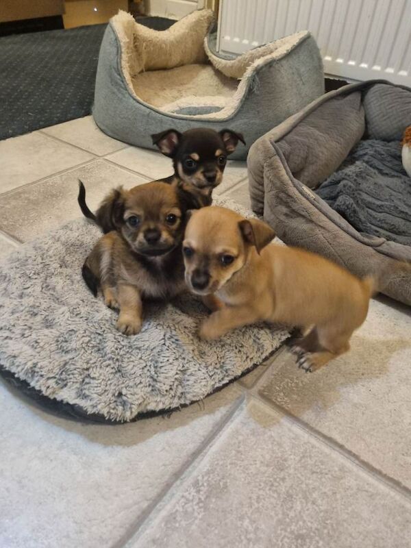 Chihuahua puppies for sale in Hullbridge, Essex – 7 weeks old