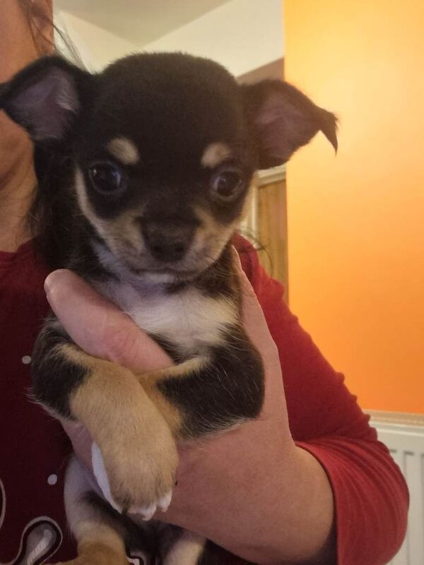 Chihuahua puppies for sale in Hullbridge, Essex – 7 weeks old - Image 2 of 4