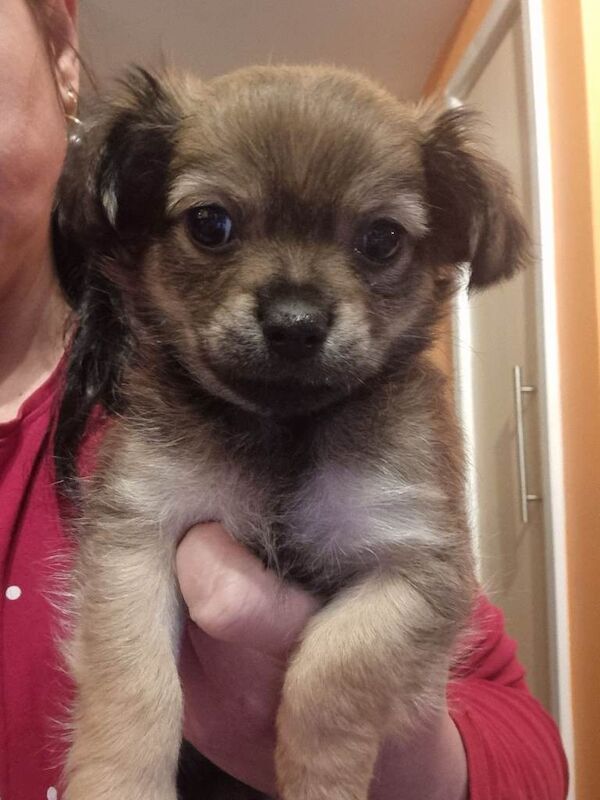 Chihuahua puppies for sale in Hullbridge, Essex – 7 weeks old - Image 3 of 4