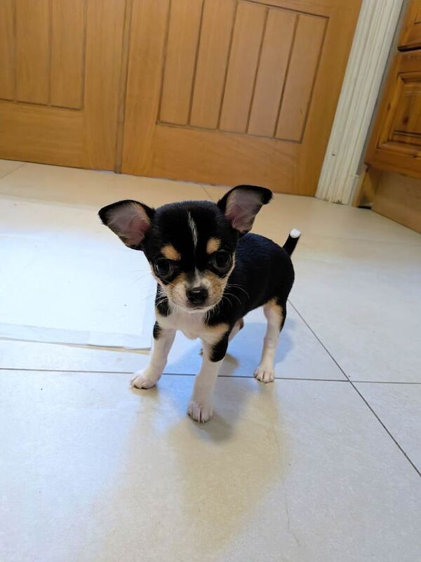 5 Gorgeous Chihuahuas puppies
