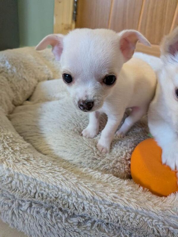 5 Gorgeous Chihuahuas puppies - Image 2 of 4