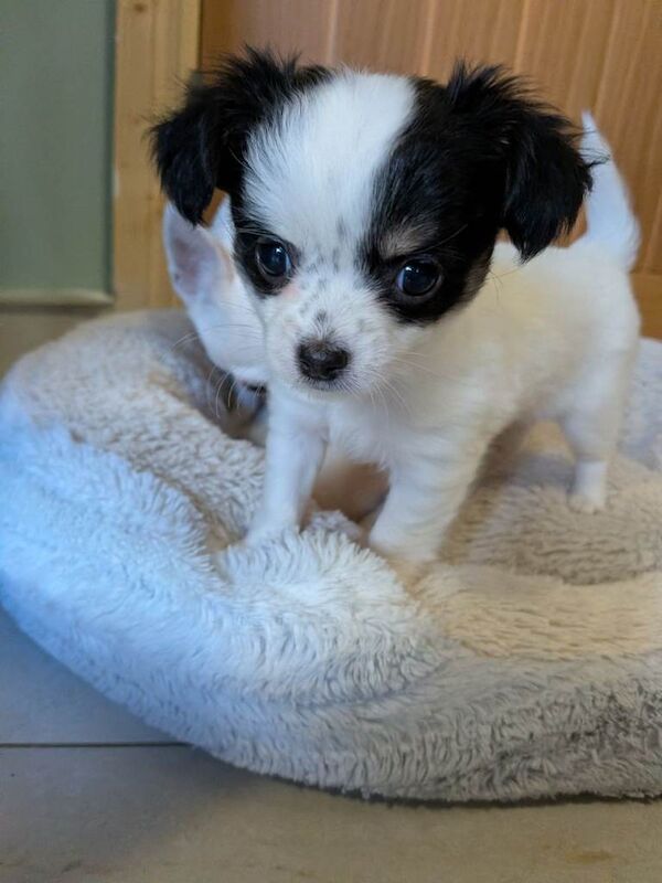 5 Gorgeous Chihuahuas puppies - Image 3 of 4