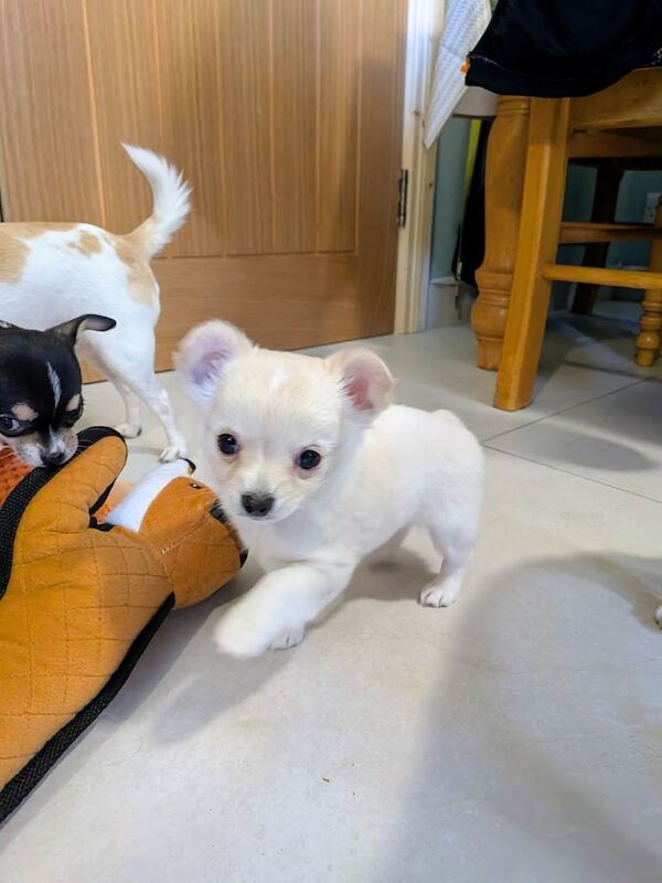 5 Gorgeous Chihuahuas puppies - Image 4 of 4