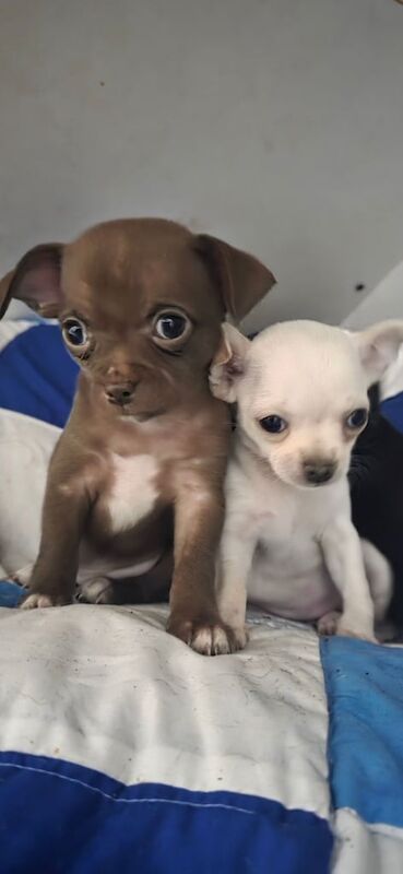 Chihuahua puppies for sale in Downend, Berkshire – 8 weeks old