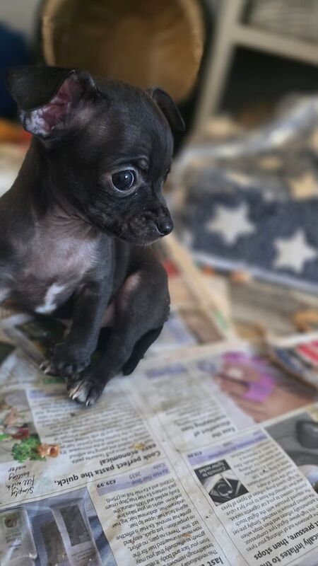 Chihuahua puppies for sale in Downend, Berkshire – 8 weeks old - Image 2 of 3