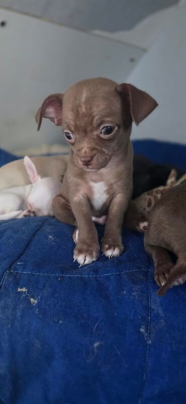Chihuahua puppies for sale in Downend, Berkshire – 8 weeks old - Image 3 of 3