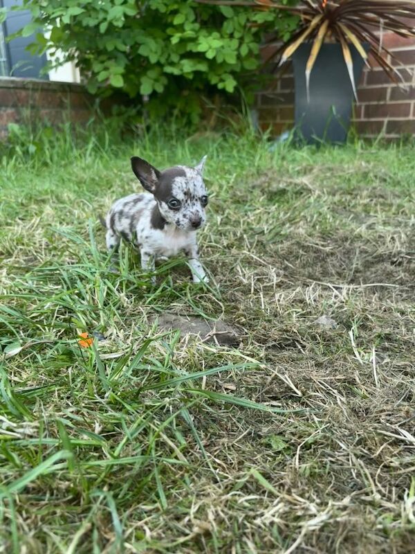 5* purebred chihuahua - Image 2 of 3