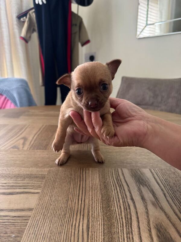 Chihuahua Puppies For Sale