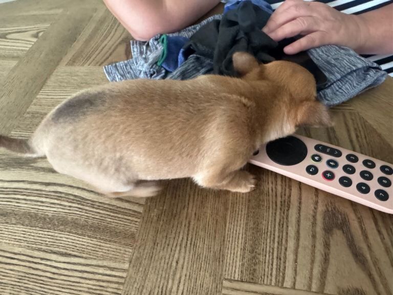 5 week old Female Chihuahua puppy - Image 2 of 2