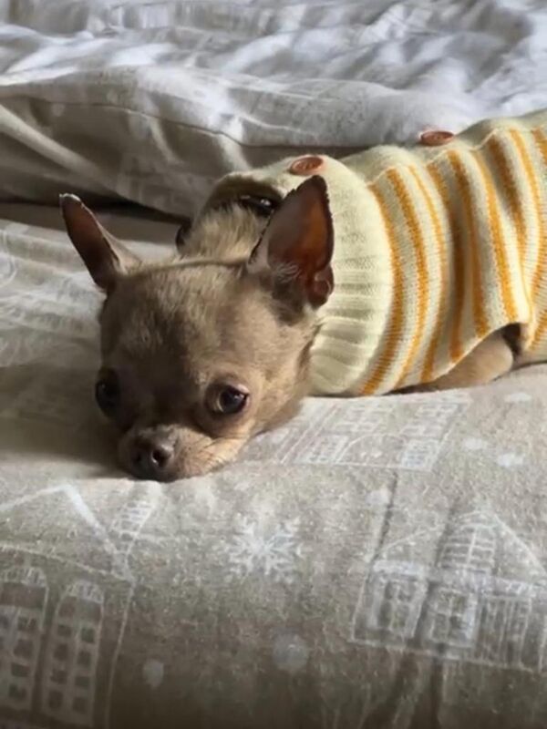 Chihuahua puppies for sale in Poole, Dorset – 5 years old