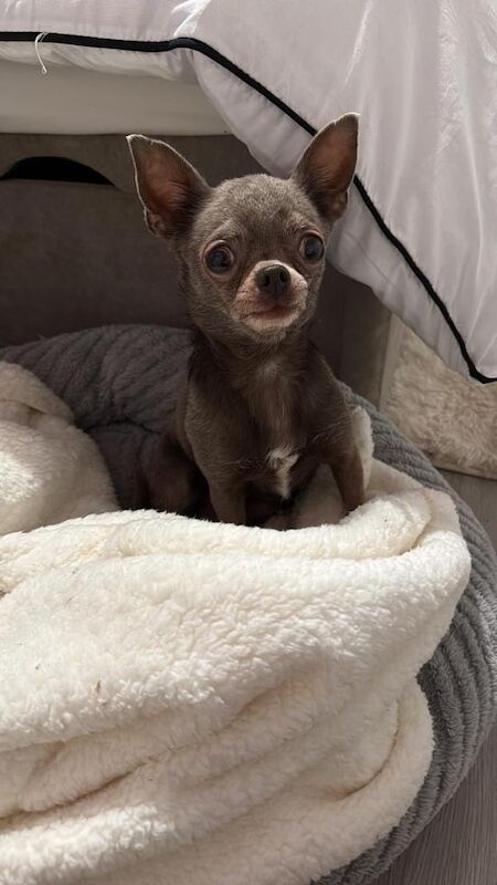 Chihuahua puppies for sale in Poole, Dorset – 5 years old - Image 3 of 4