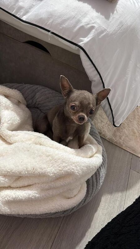 Chihuahua puppies for sale in Poole, Dorset – 5 years old - Image 4 of 4