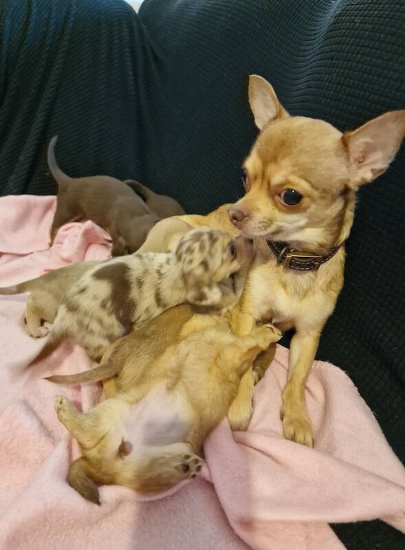 Chihuahua puppies for sale in Taunton, Somerset – 5 weeks old