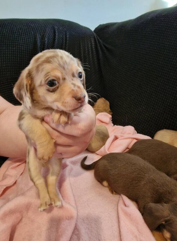 Chihuahua puppies for sale in Taunton, Somerset – 5 weeks old - Image 2 of 3